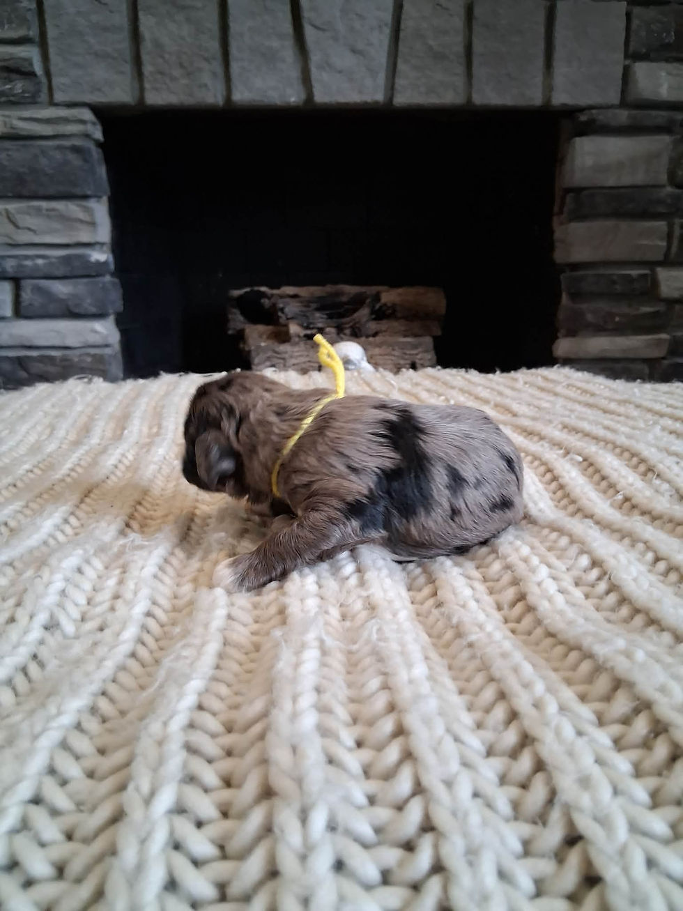 Thumbnail: Yellow girl cockapoo