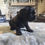 Thumbnail: Female black cocker Spaniel 