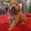 Thumbnail: Teal boy-mini goldendoodle 