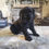 Thumbnail: Female black cocker Spaniel 