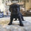 Thumbnail: Female black cocker Spaniel 