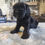 Thumbnail: Female black cocker Spaniel 