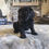 Thumbnail: Female black cocker Spaniel 