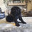 Thumbnail: Female black cocker Spaniel 