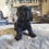 Thumbnail: Female black cocker Spaniel 