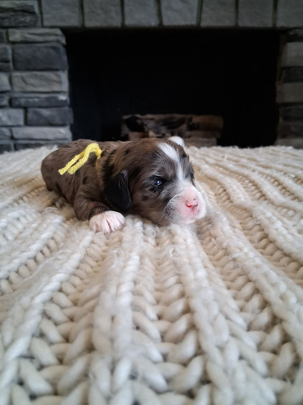 Thumbnail: Yellow girl cockapoo