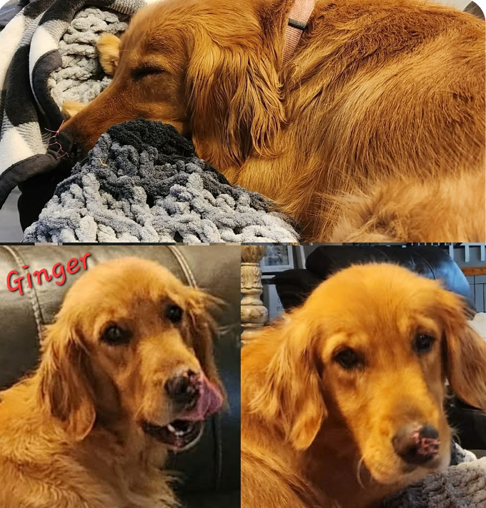 Thumbnail: Golden Retriever Due in August...