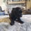 Thumbnail: Female black cocker Spaniel 