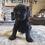 Thumbnail: Female black cocker Spaniel 