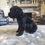 Thumbnail: Female black cocker Spaniel 