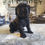 Thumbnail: Female black cocker Spaniel 