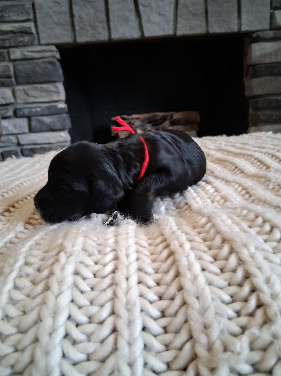 Thumbnail: Mr. Red collar cockapoo 
