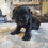 Thumbnail: Female black cocker Spaniel 