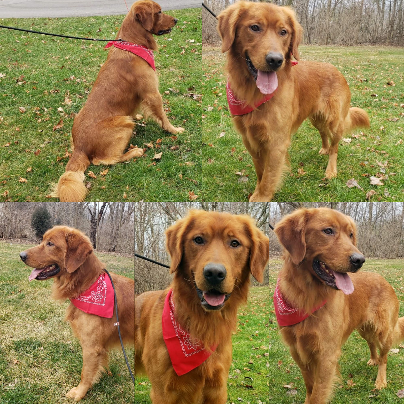 Golden Retriever Due September 2026