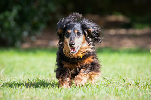 Happy longhaired dachshund running on grass