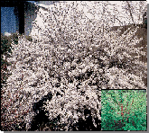 Nanking Cherry
