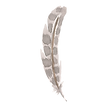 plume 6