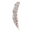 Feather 6