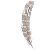 plume 6