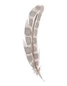 Feather 6