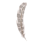 plume 6