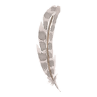 pluma 6