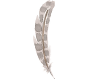 plume 6