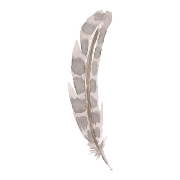 Spotted Feather Illustration