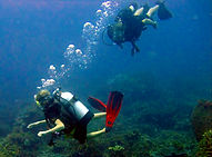 Diving Carabao