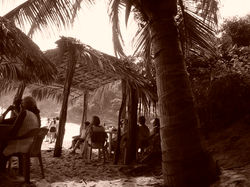 palmeras