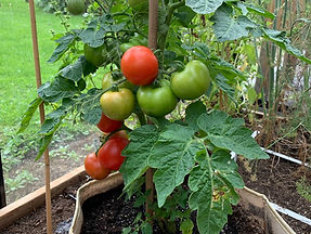 Tomaat balkontomaat
