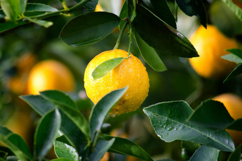 Fruta
