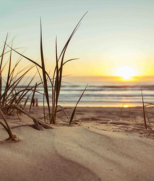 beach grass along the ocean
