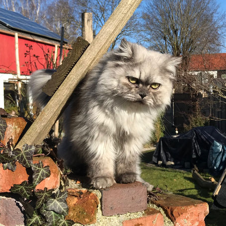 Die eine Katze zu viel