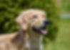 Jocelyn head shot.jpeg