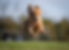 flying Phoeb crop copy.jpg