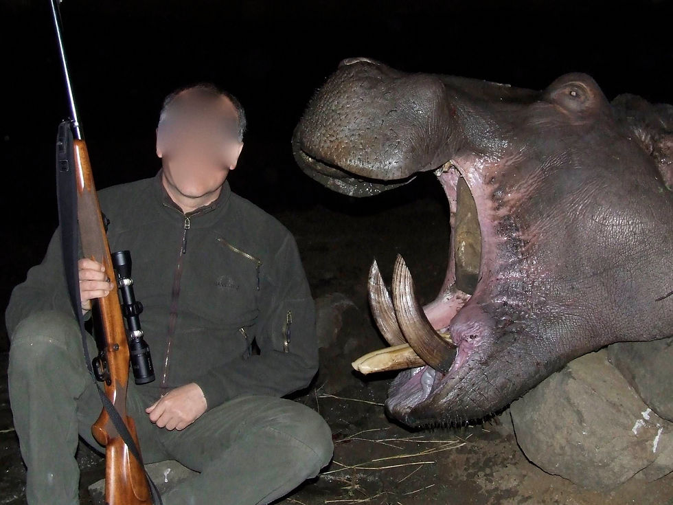 Hippo Hunting