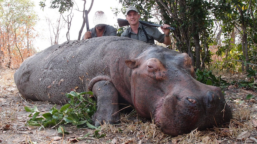 Hippo Hunting