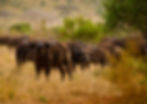 Cape Buffalo Hunting