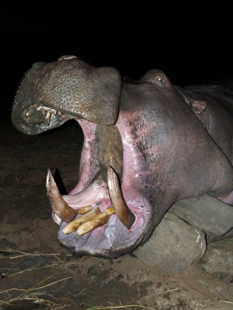Hippo Hunting