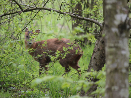 What wildlife can we record in the woods this month?