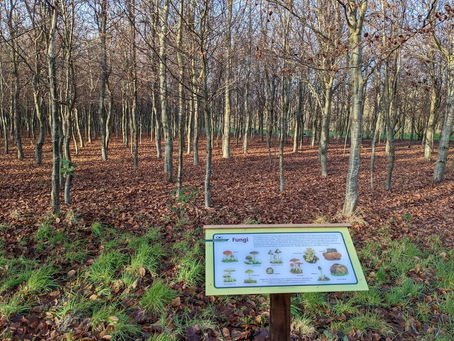 New interest in Beech Wood