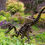 Thumbnail: VELOCIRAPTOR LARGE