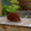 Thumbnail: Hedgehog