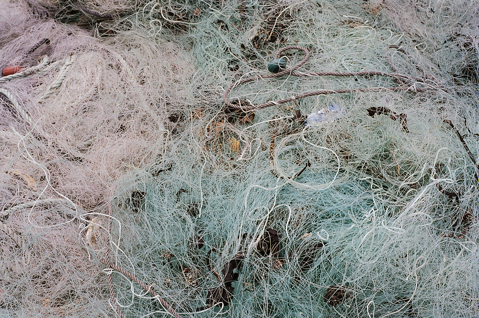 Mireya Masó. Sin Título, 2015 (006)