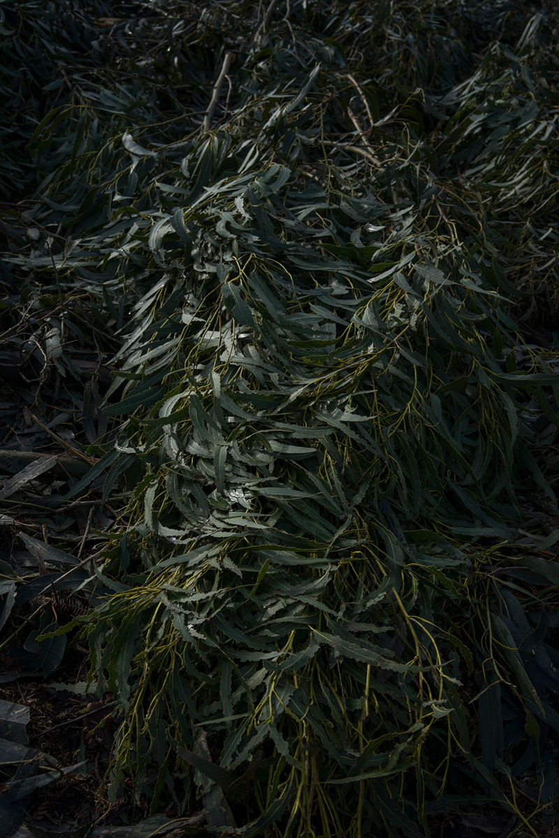 AriadnaSilva Fernández