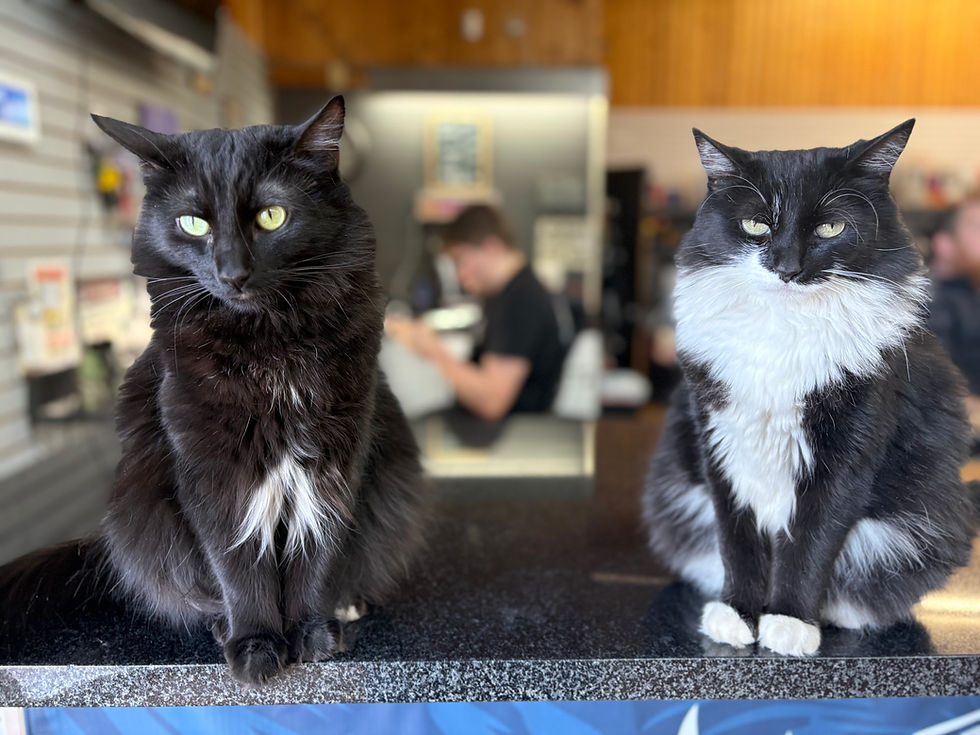 IMG_3771.jpeg