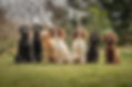Gundog App March 2021-271.jpg