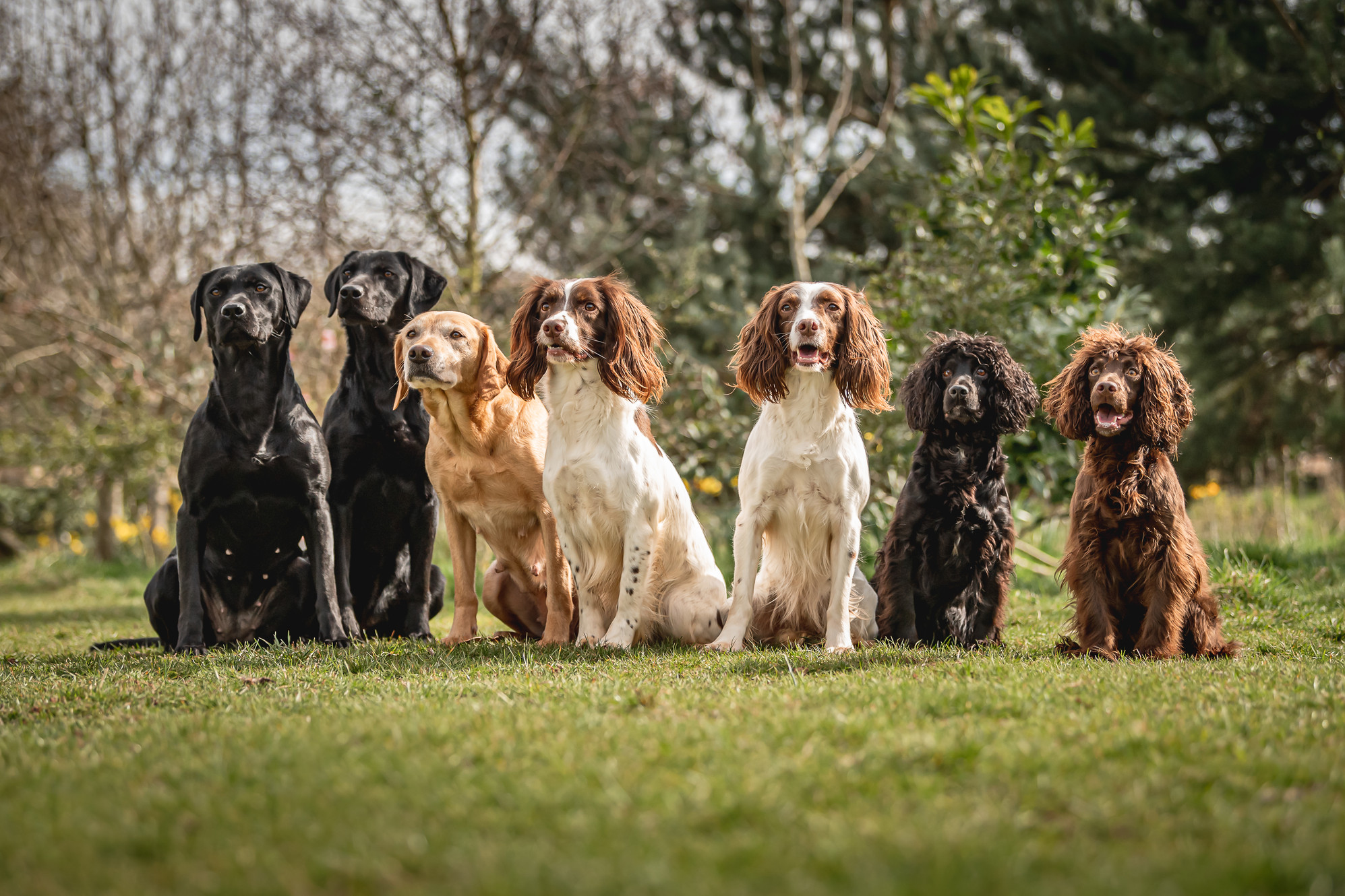 Gundog App Training Reward Based Dog Training Courses Online gundog-app-training-reward-based-dog-training-courses-online