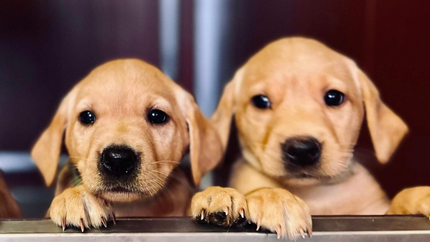 puppy3.png